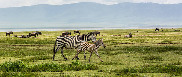 istock Zebra Mother with newborn baby Zebra 636756112