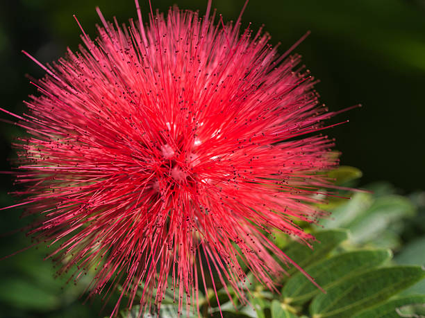 istock Red Powderpuff Flower Blooming 636756272