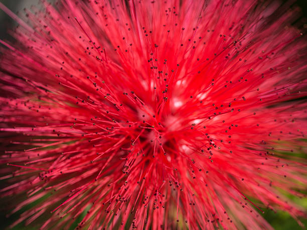 istock Red Powderpuff Flower Blooming 636756298