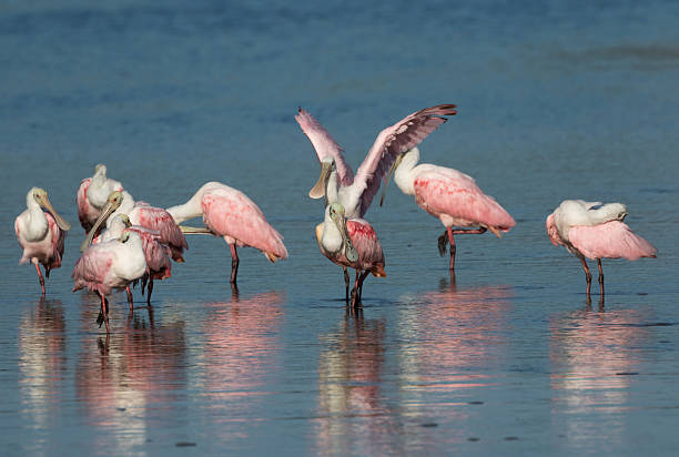 istock Roseate Spoonbills, J.N. ''Ding'' Darling National Wildlife Refu 636756436