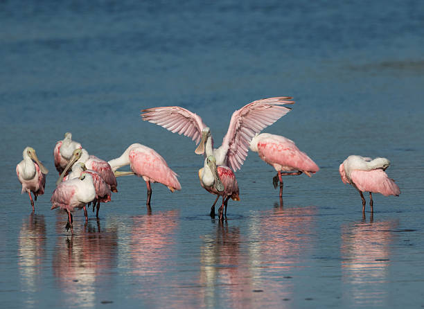 istock Roseate Spoonbills, J.N. ''Ding'' Darling National Wildlife Refu 636756470