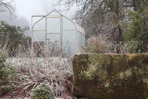 Winter garden with trees stone trough greenhouse frost and fog,