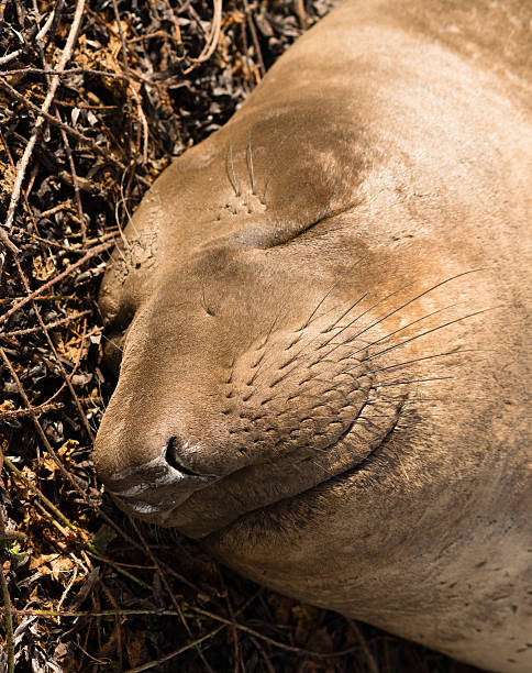istock Elephant Seal Wild Mammal Lays Resting Pacific Ocean SeaShore 636756842