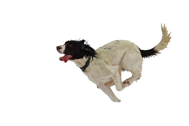 istock Working springer spaniel pet gundog playing in the snow 636757024