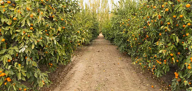 Looking down the path between trees in a productive orange grove
