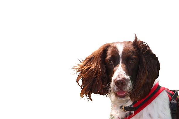 working type liver and white english springer spaniel pet gundog