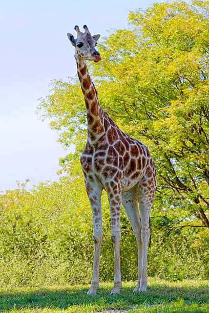 istock Giraffe in Natural Habitat 636758826