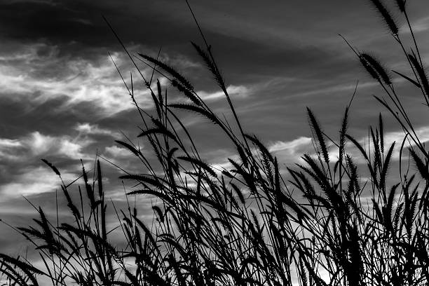 istock Mission grass in black and white 636758968