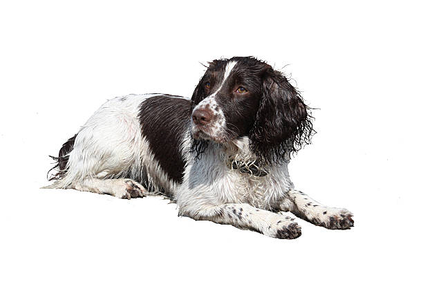istock liver and white working type english springer spaniel lying 636761592