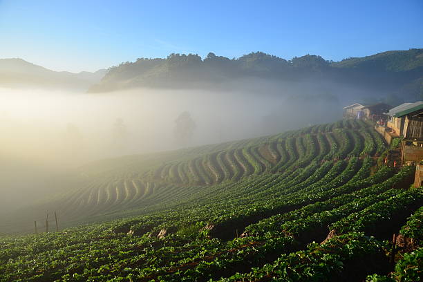 istock Strawberry field at Doi Ang Khang , Chiang Mai, Thailand 636762140