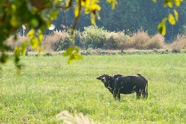 istock Water buffalo eating grass on meadow nature background. 636762564