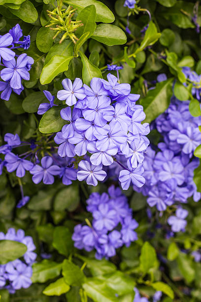 istock Beautiful purple flowers on nature 636765188