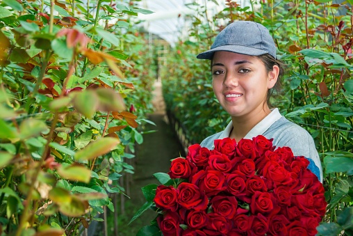 Farmer cutting roses in greenhouse, in cayambe ecuador; Place where one of the highest quality roses is produced