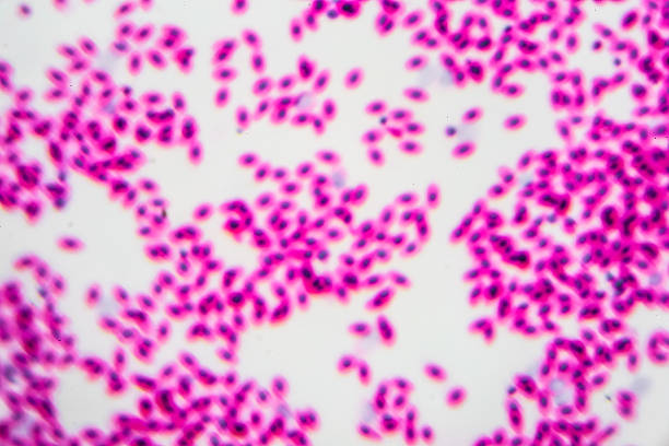 microscopic image of blood smear - small plant cell high scale magnification cell imagens e fotografias de stock