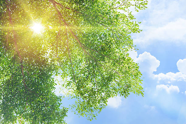 istock green tree with sunshine light flare in the morning sky 636769120