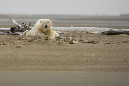 Polar Bear on Land Laying Down Looking at Viewer