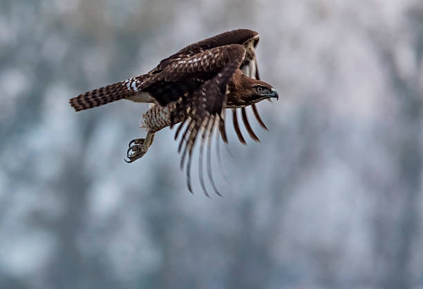 red-tailed hawk flying - rotschwanzbussard stock-fotos und bilder