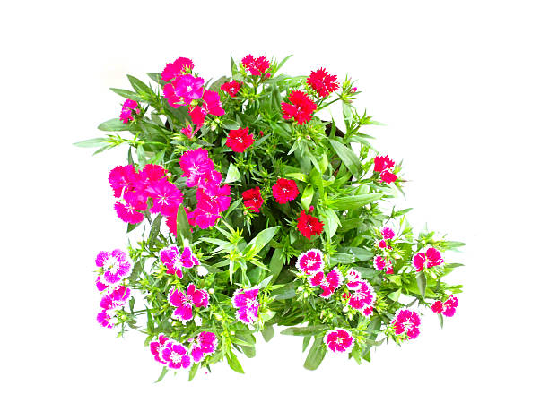 istock home flowers isolated on a white background 636772962