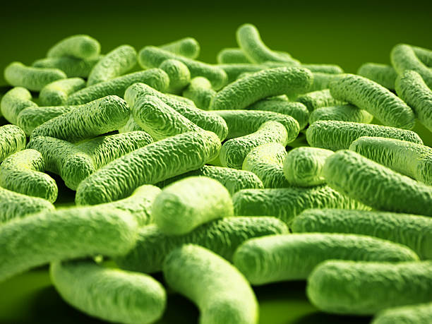 Bacterial infection. Green Rod-shaped Lactobacillus bacteria.