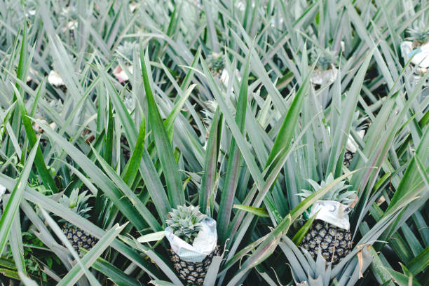 istock pineapples on pineapple field, thailand 636777292