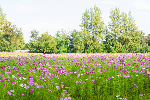 istock cosmos field in thailand 636777466