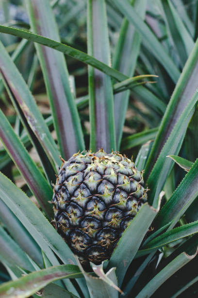 istock pineapple on pineapple field, thailand 636777662