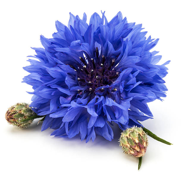 istock Blue Cornflower Herb or bachelor button flower head isolated 636781006
