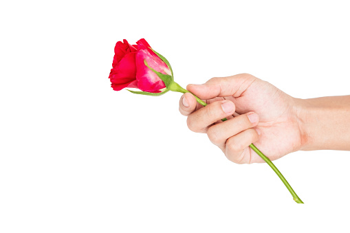 Hand holding, giving rose flower, isolated on white background