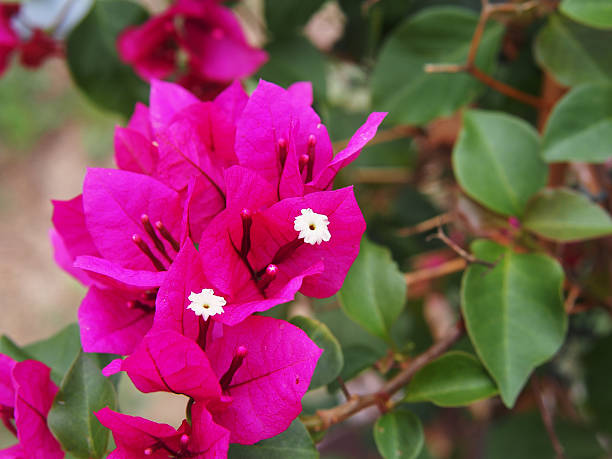 istock Bright pink Bougainvillea flowers 636783044