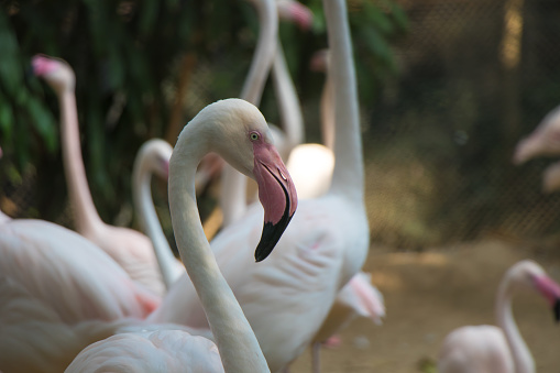 Greater flamingo bird