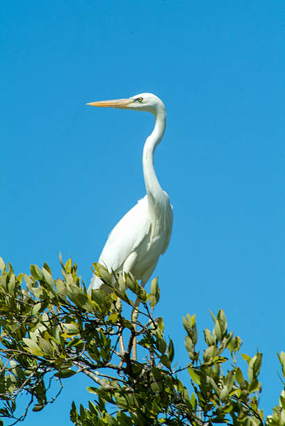 istock White Gauze on a tree at Isla de los Pajaros 636785050