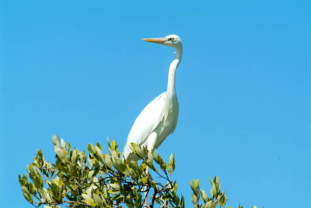 istock White Gauze on a tree at Isla de los Pajaros 636785124