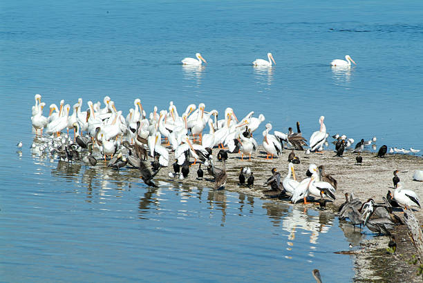 istock Birds on the island de los Pajaros in Holbox 636785140