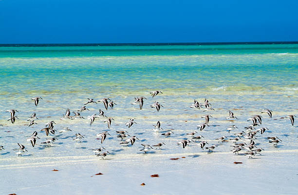 istock The tropical beach of Holbox 636785966