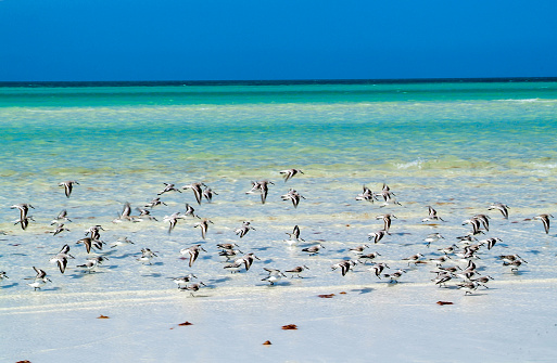 The tropical beach of Holbox on Mexico