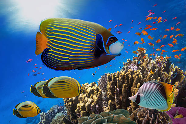istock Coral Reef and Tropical Fish in Sunlight 636786682