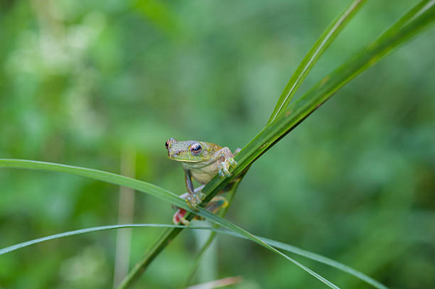 istock Common frog macro, portrait in its environment. Thailand 636786848