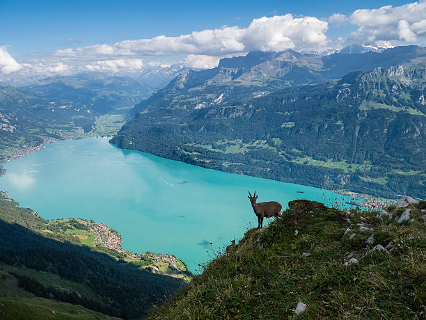 capra nelle alpi svizzere - interlaken - brienz mountain landscape lake foto e immagini stock
