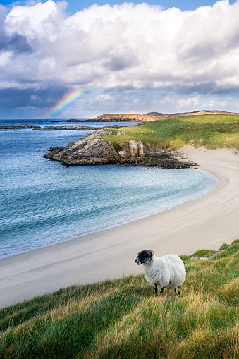 Wonderful landscape picture at the hebrides shows a sweet sheep on the beach. 