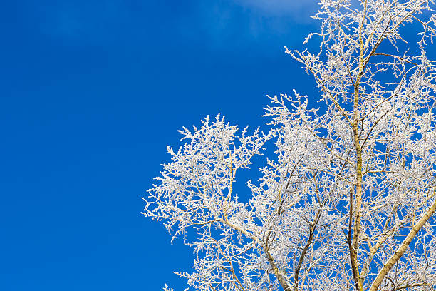 istock Tops of snow-covered trees 636789854