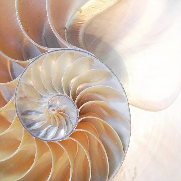 istock Fibonacci nautilus shell symmetry cross section spiral structure growth 636790450