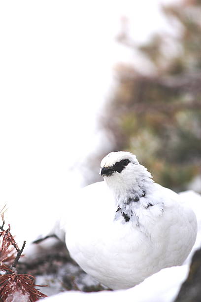 istock Rock Ptarmigan in Japan 636790844