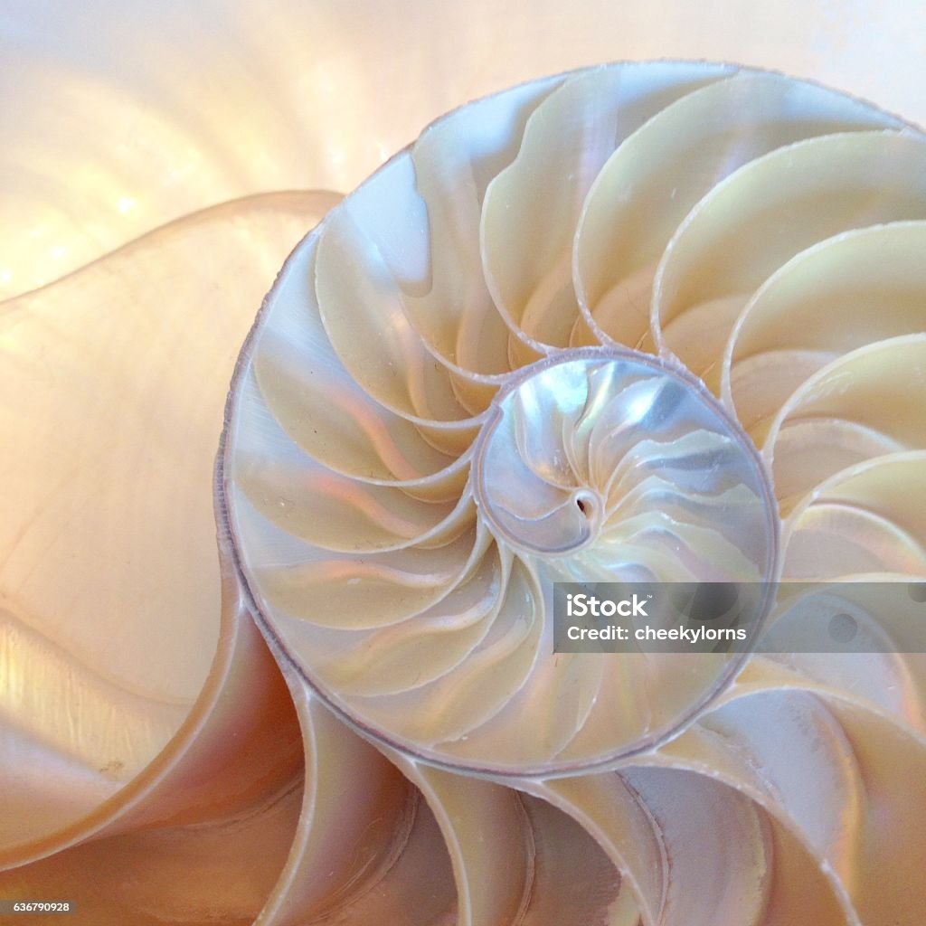 nautilus shell symmetry cross section spiral structure growth nautilus shell symmetry cross section spiral structure growth golden ratio back and front lighting Fibonacci golden ratio Seashell Stock Photo