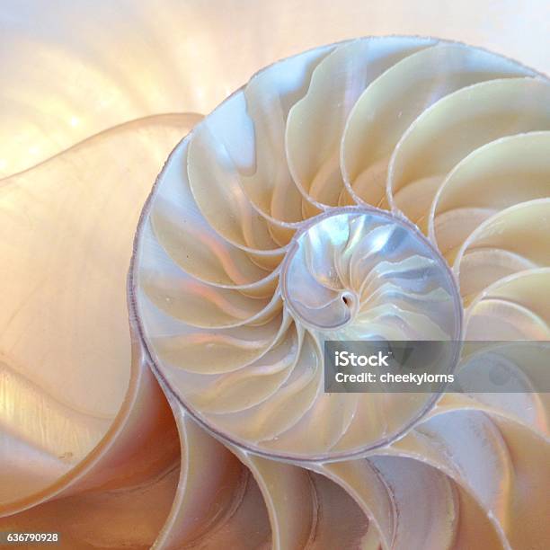 Nautilus Shell Symmetry Cross Section Spiral Structure Growth Stock Photo - Download Image Now