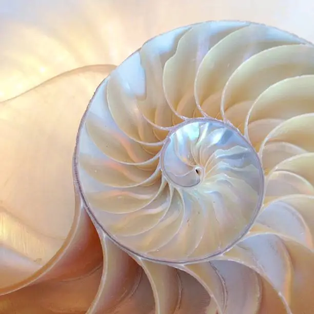 Photo of nautilus shell symmetry cross section spiral structure growth