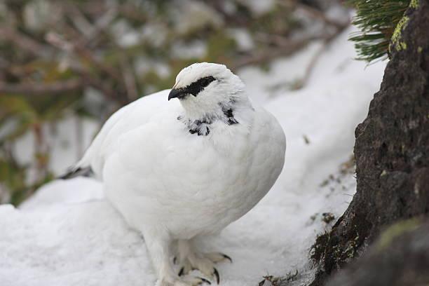 istock Rock Ptarmigan in Japan 636790954