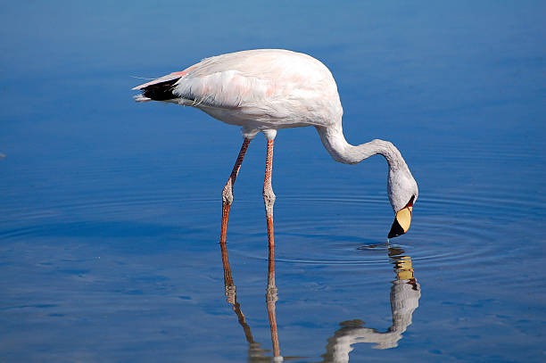 In the water reflecting Flamingo stock photo