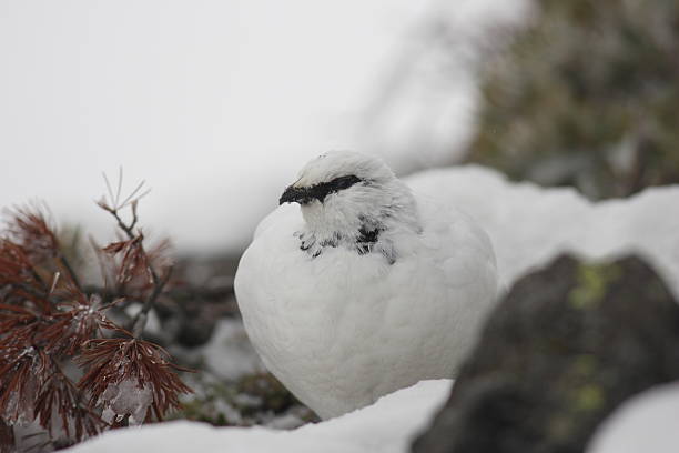 istock Rock Ptarmigan in Japan 636791044