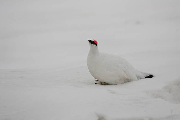 istock Rock Ptarmigan in Japan 636791322