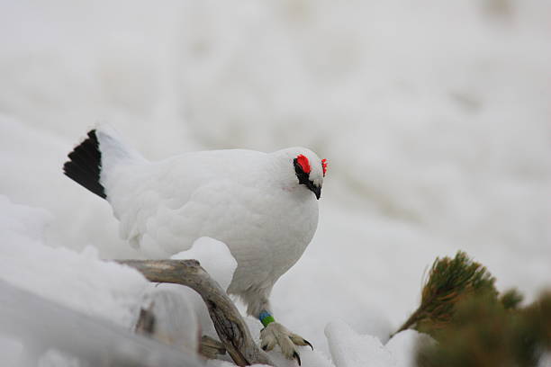 istock Rock Ptarmigan in Japan 636791656
